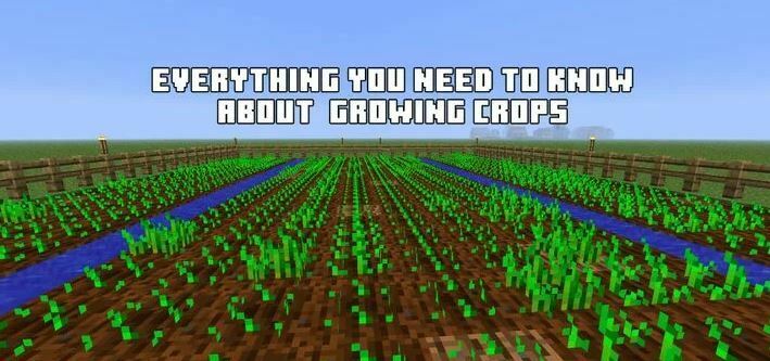 Minecraft: todo lo que necesitas saber sobre hacer crecer los cultivos